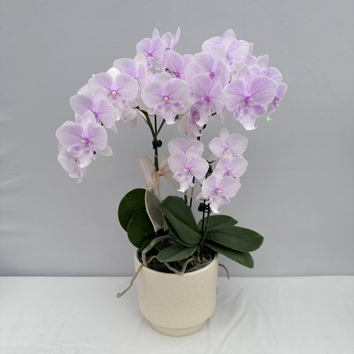 蝴蝶兰【白居易】粉色中小花花期久第五名室内高端绿植花商务礼品花