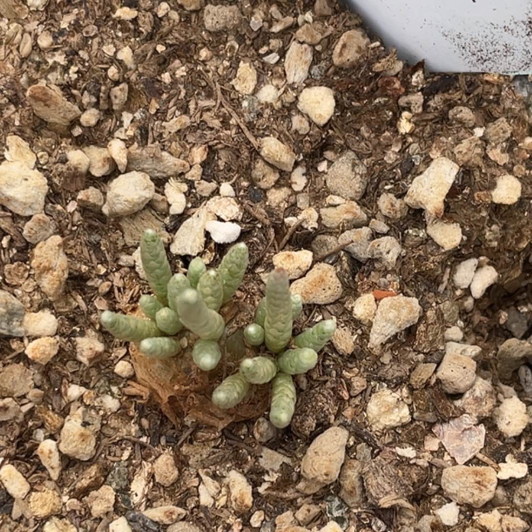 21-131韧锦多肉植物