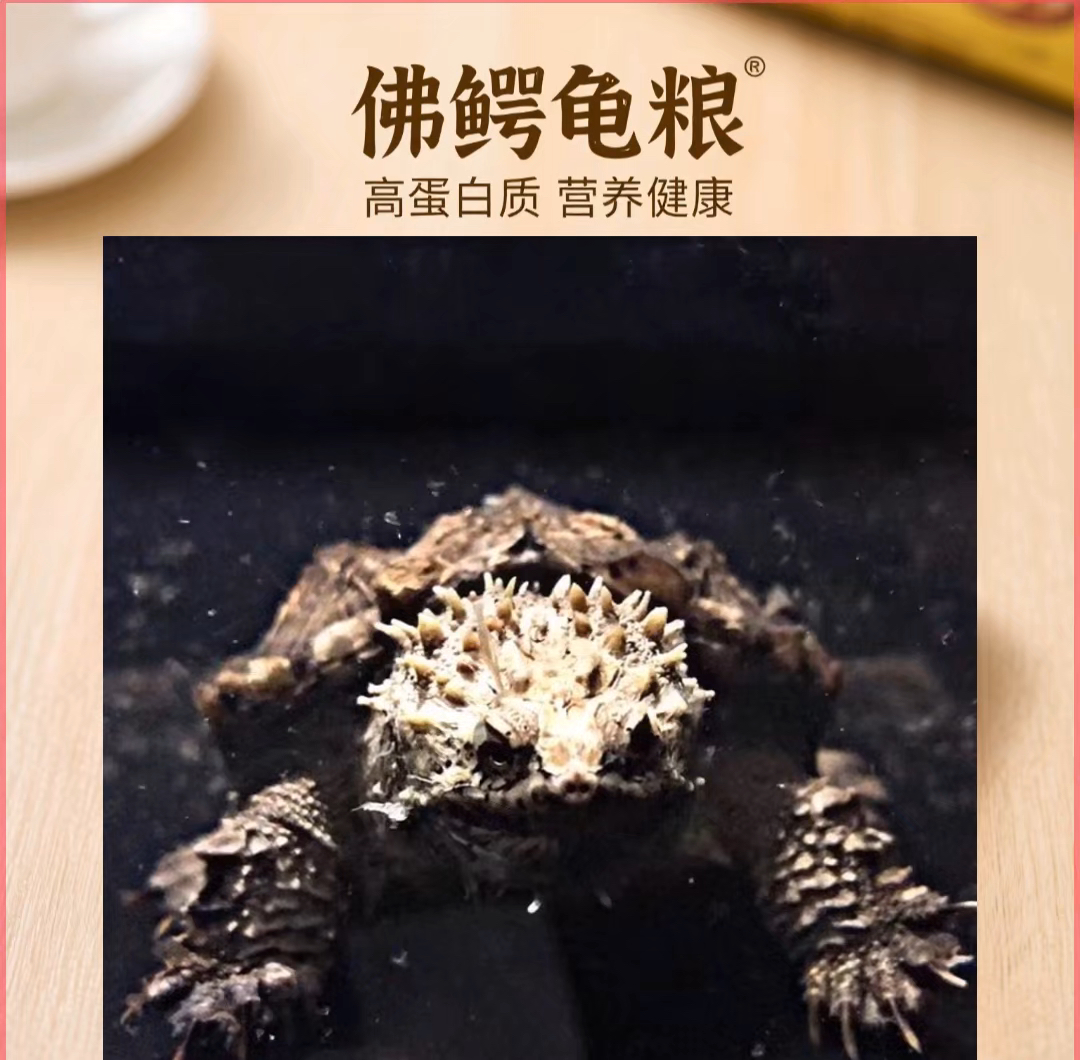 爆刺大头版佛鳄龟宠观赏龟宠龟鳖高蛋白营养丰富投喂消化颗粒饲料
