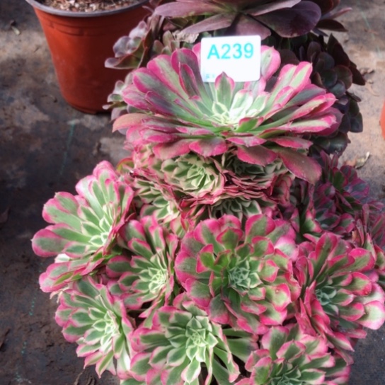 记***忆无花朵两颗法师多肉植物239号