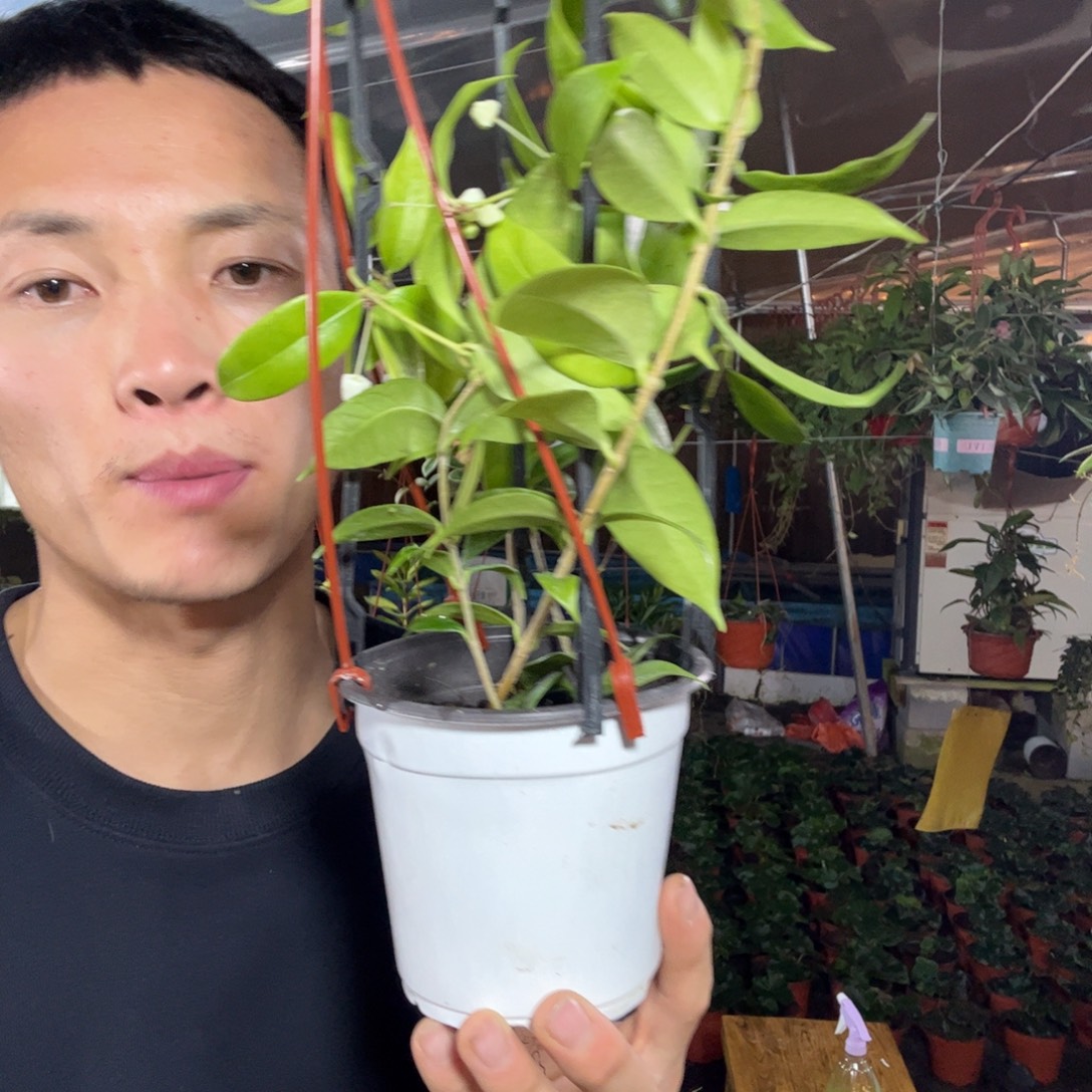 服***人无花朵甜香球兰品种