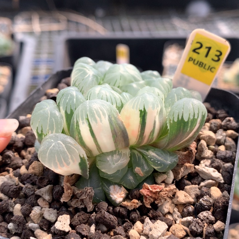 【闪购商品】213实生玉露