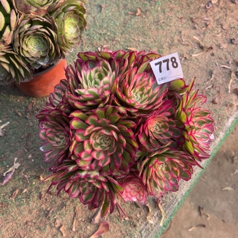 778白月光朵朵多肉