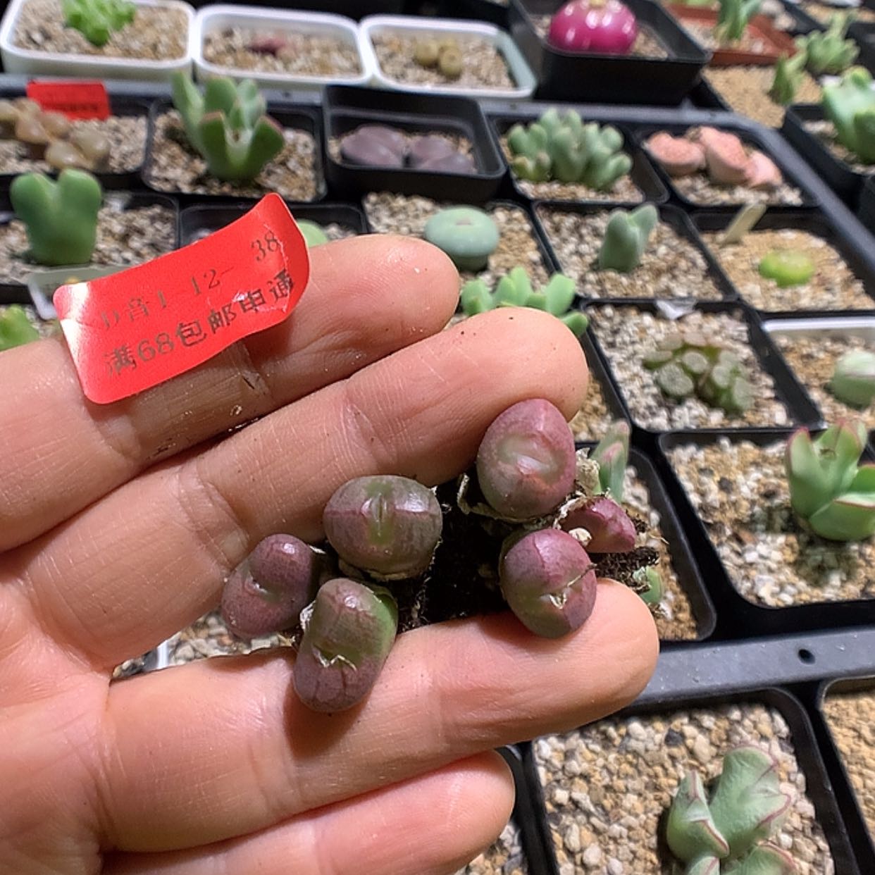 【闪购商品】1-12-38 铜壶2颗特 20