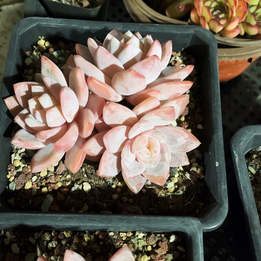 鬼***花141多肉植物提取萃取剂中