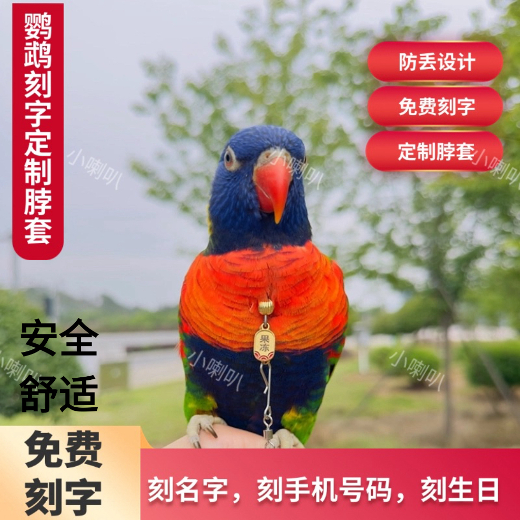 刻字款鹦鹉脖套定制脖圈玄凤牡丹栓鸟链小太阳和尚金太阳户外放飞