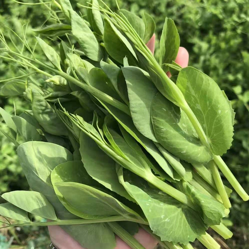 四川新鲜豌豆尖豌豆苗应季蔬菜火锅滑肉汤食材