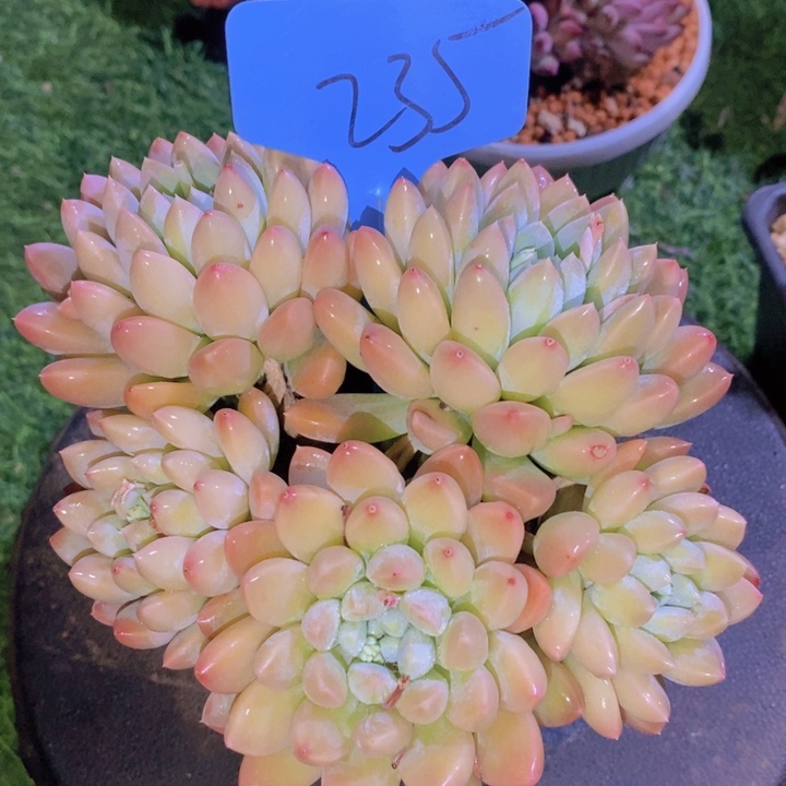 这种现象很明显了很多