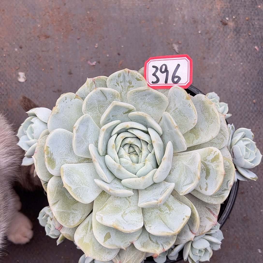 396号劳林，一物一拍