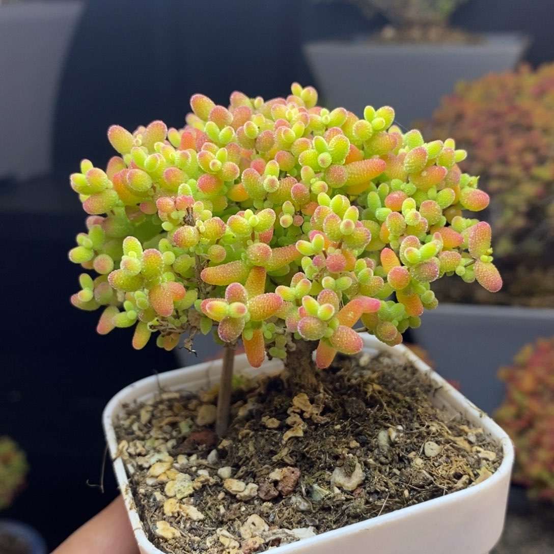 无花朵22号蜜橘糖球枝干