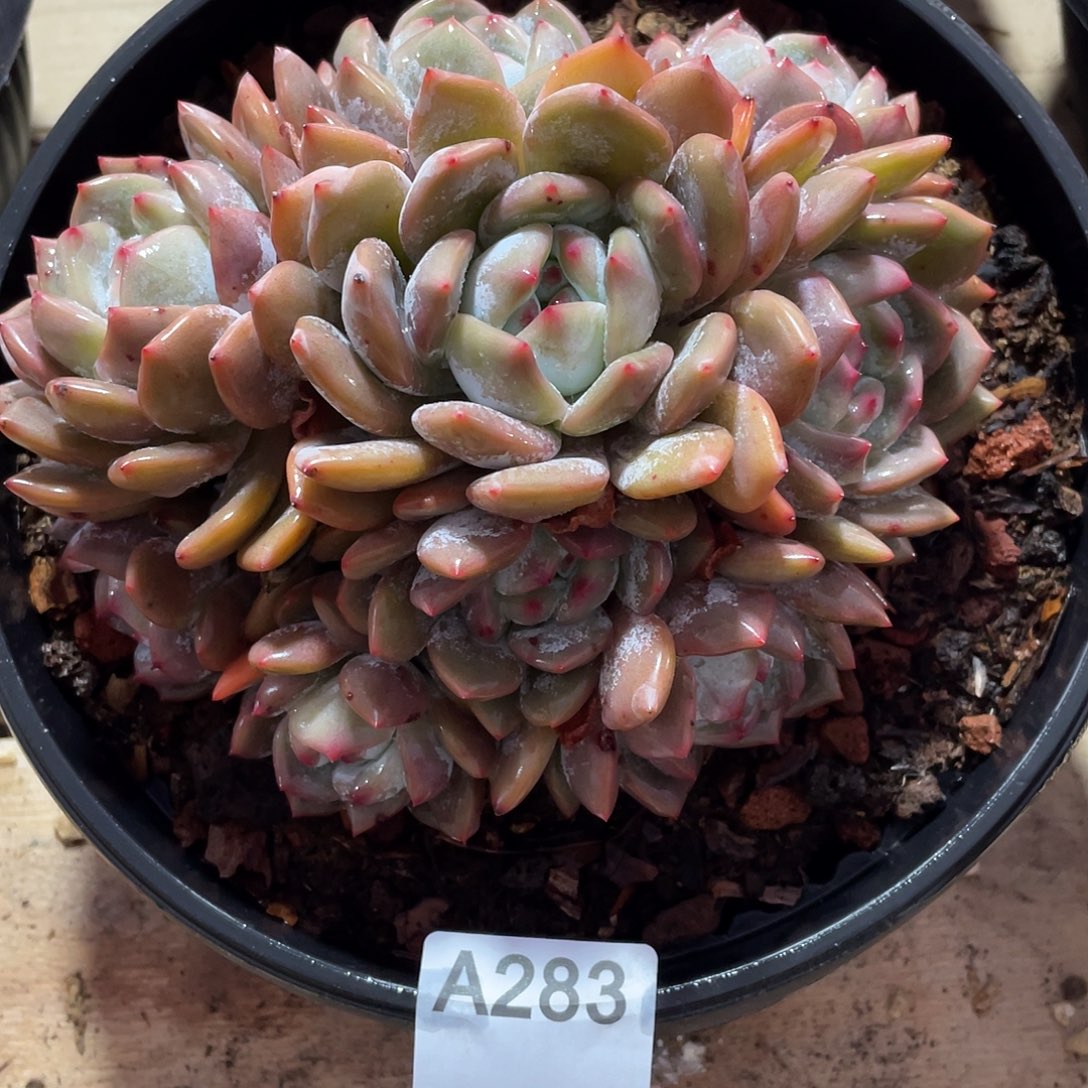 283多肉植物多肉植物