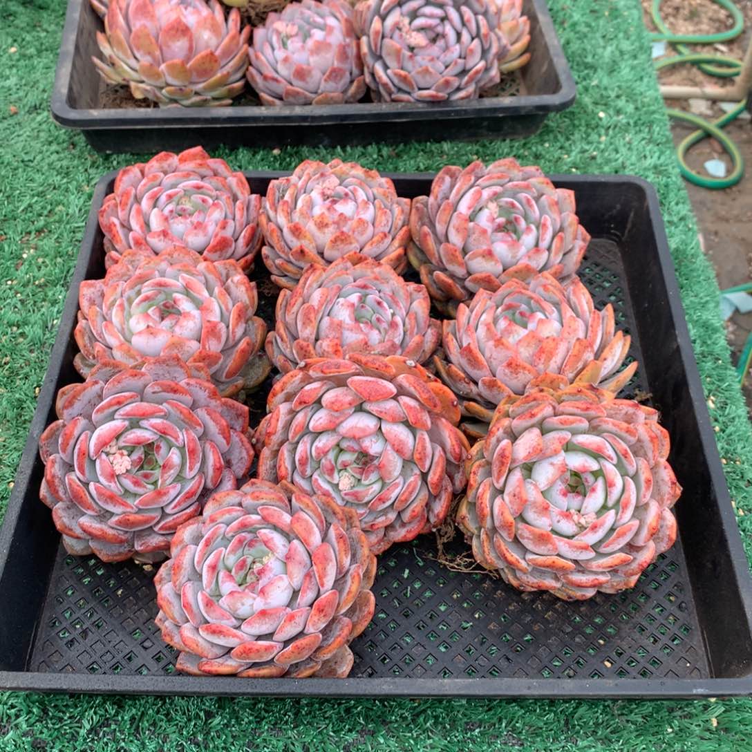 267橙子多肉植物