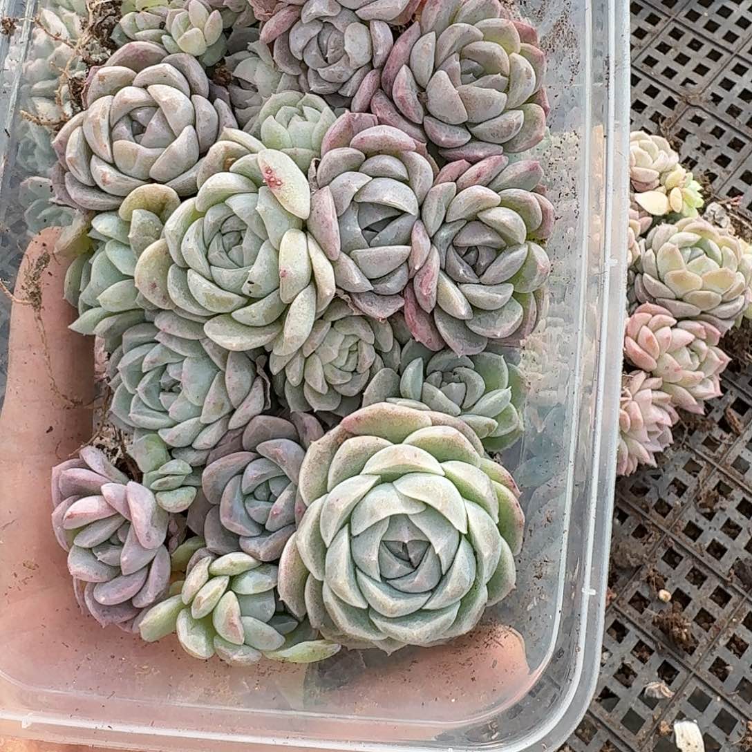 杂交新品种珍妮多肉989