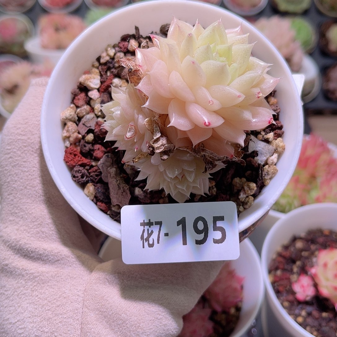 花利美7-195麦秆群