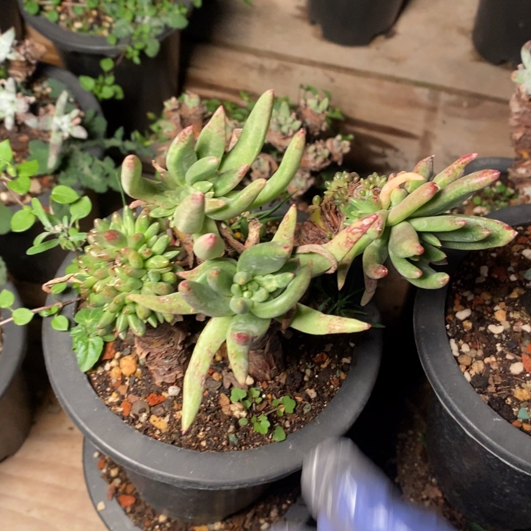 1932哈哈哈哈哈哈哈哈哈哈哈多肉