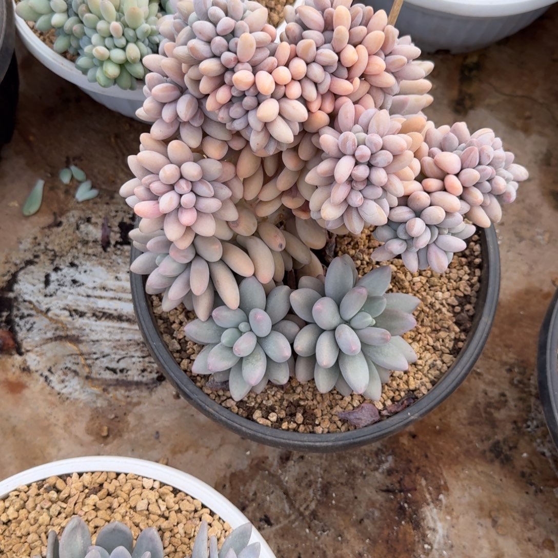 和***玉寄养粉色恋人多肉植物