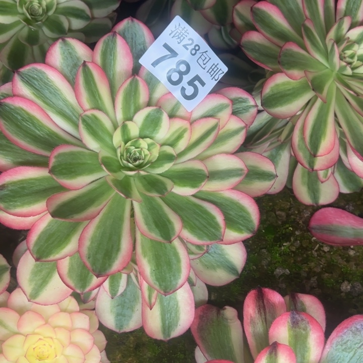 785南荔枝多肉植物