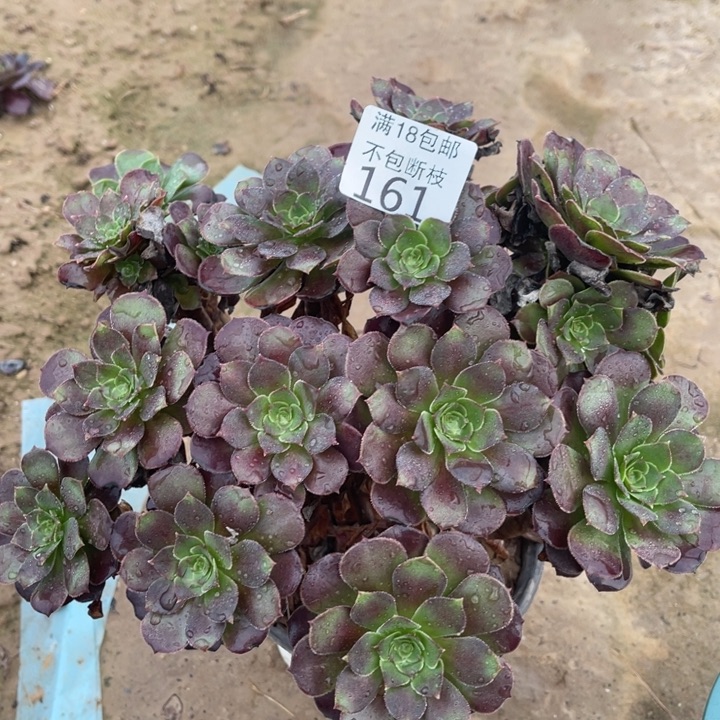 161荷兰玫瑰绣球3号