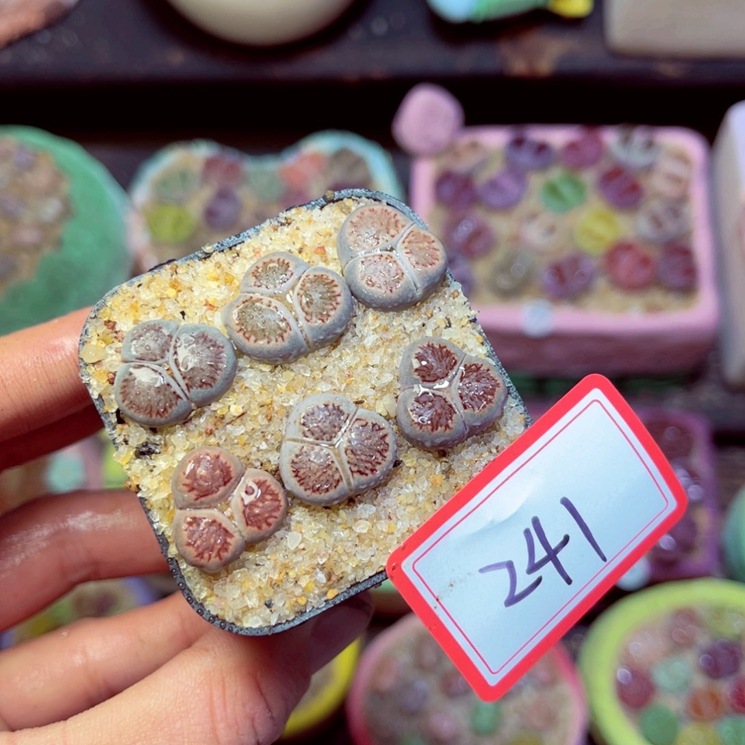 241生石花带盆发1