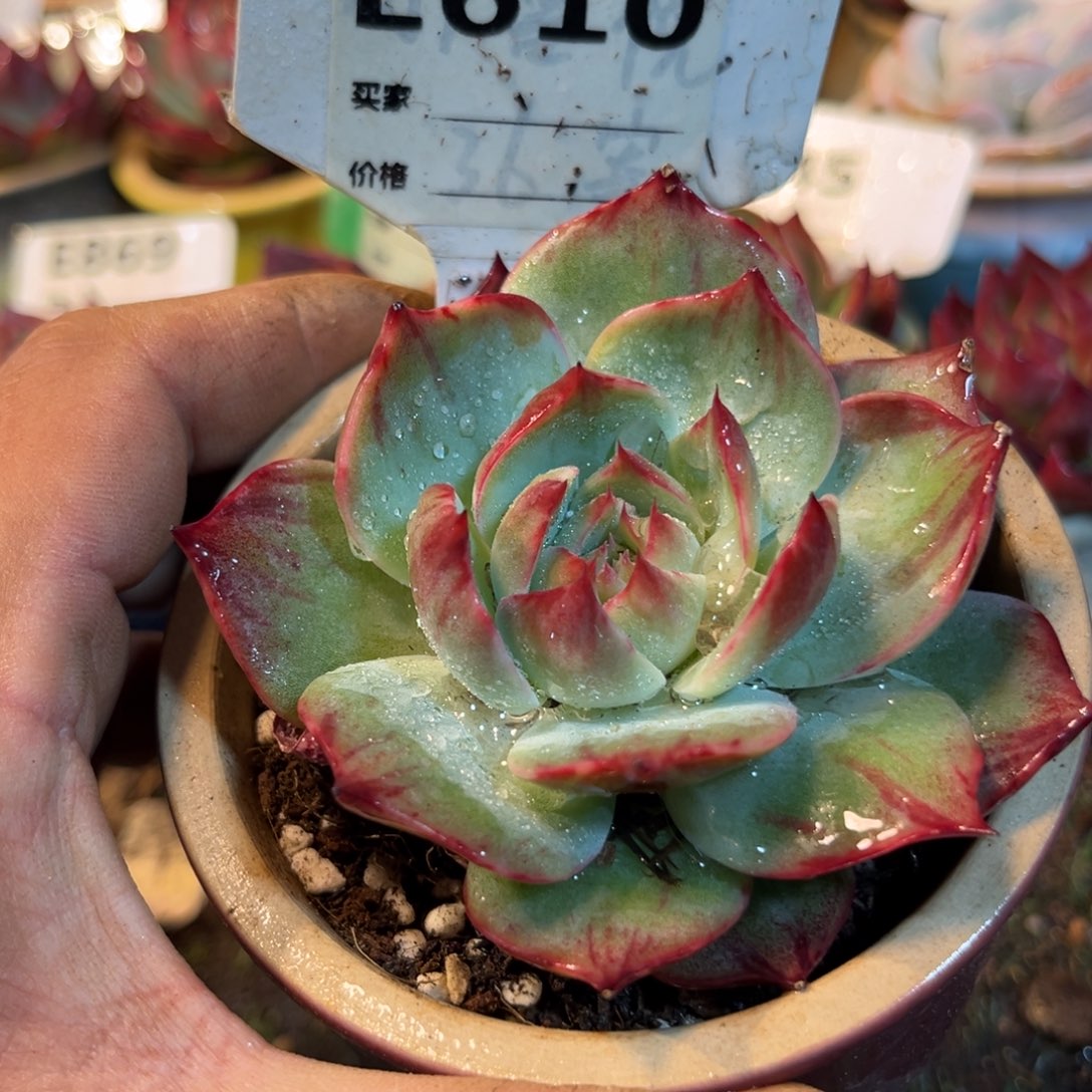 惊鸿一瞥610号多肉