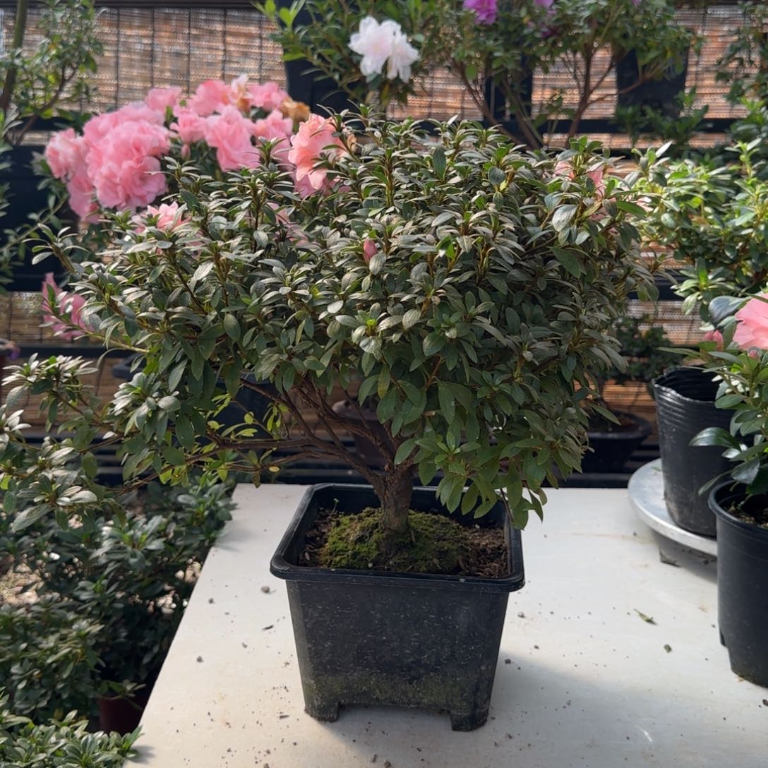 荣***花完全开放莹杜鹃花
