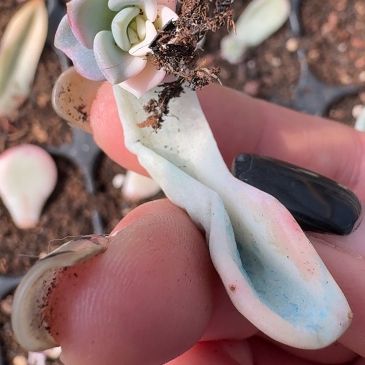 美尻叶片一物一拍