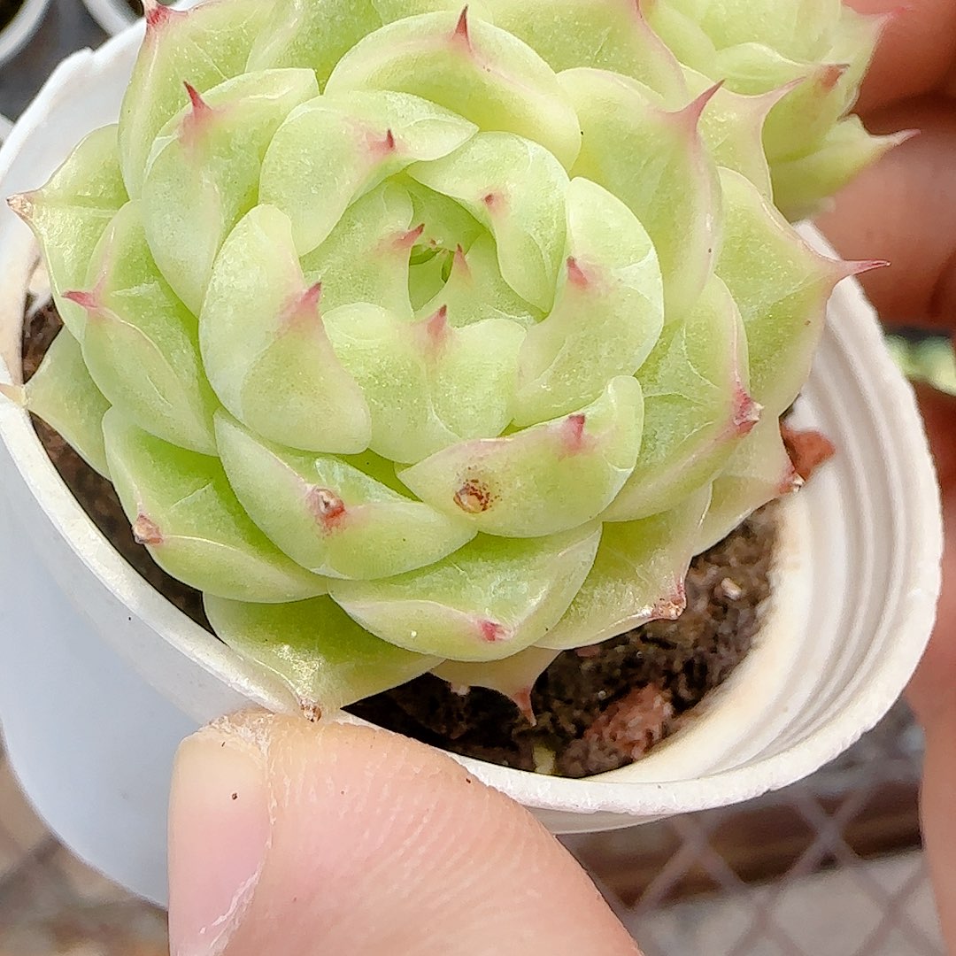 苞***主【闪购商品】0907-44不包整