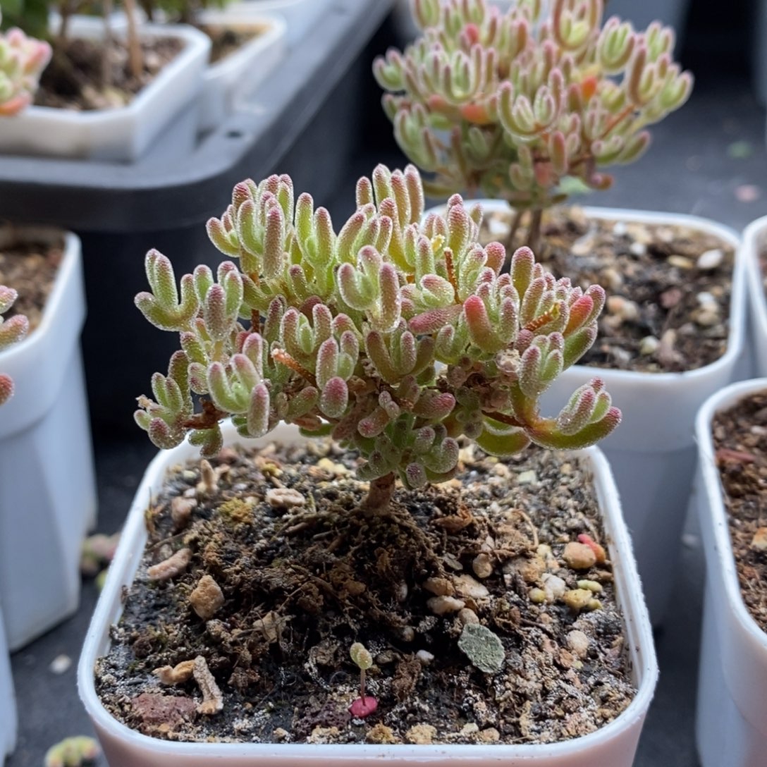 京***观无花朵34号冰紫枝干多肉