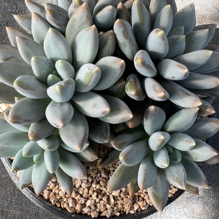 多肉植物哥特萝莉