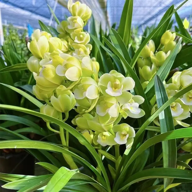 【带花苞3-4枝】高端精品【香水香兰】浓香型兰花室内好养花卉