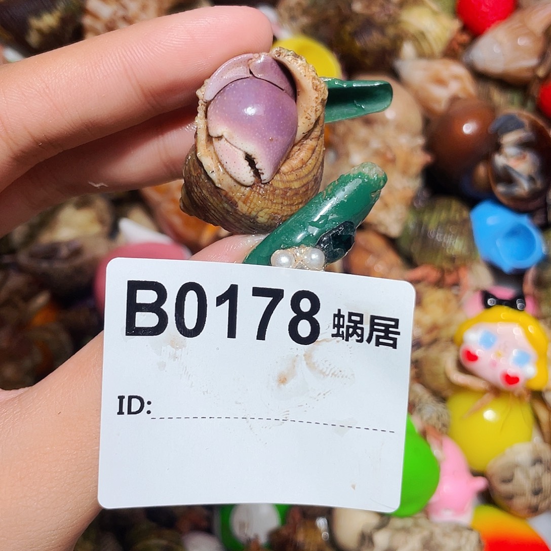 寄居蟹寄居蟹0178