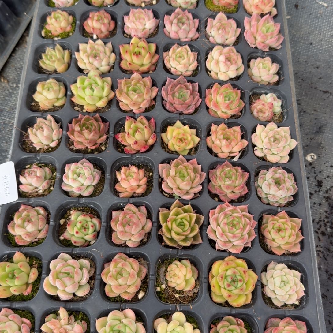 9-36未选育麦秆一盘量拍发货