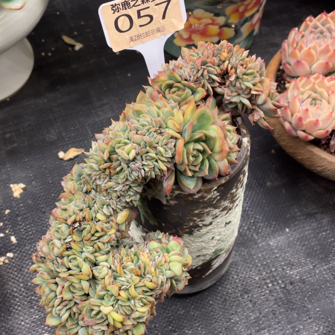 弥鹿之森一物一拍