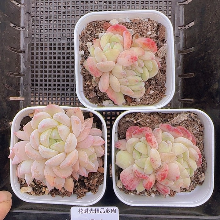 花时光精品多肉94