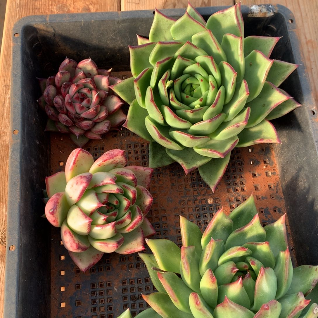 30包邮，断枝不包售后