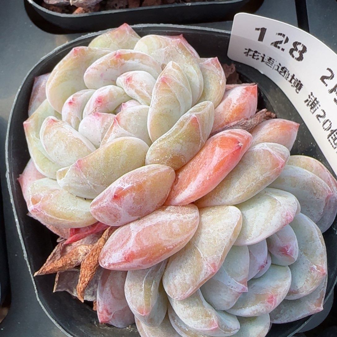 花语逸境0213-128