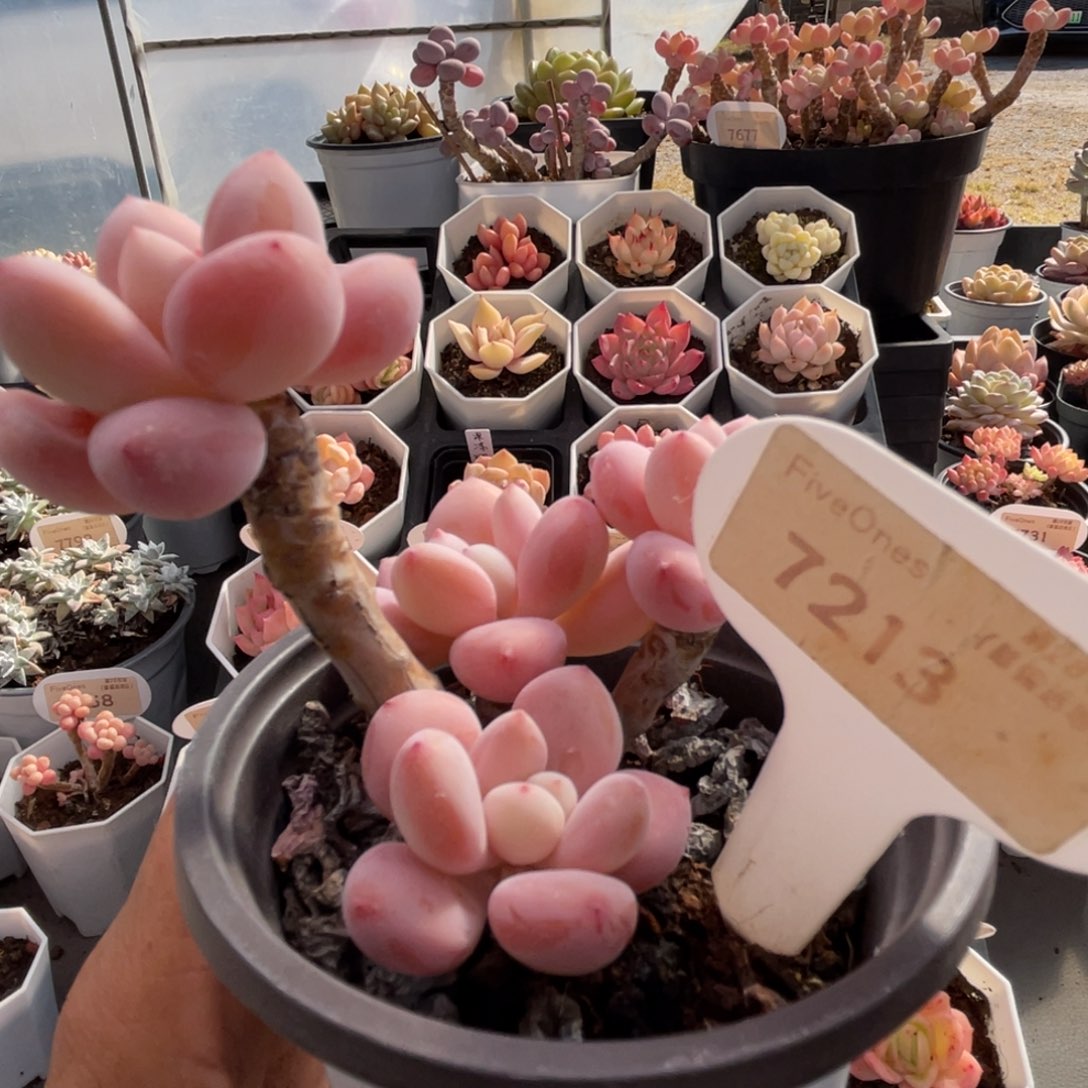 洛神7213-10.0厘米