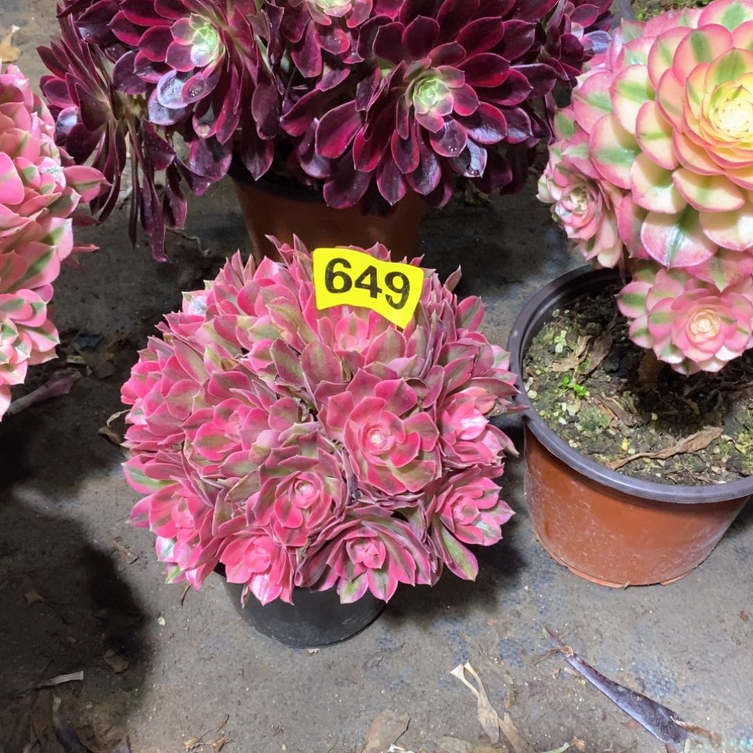 粉女巫从林多肉法师649