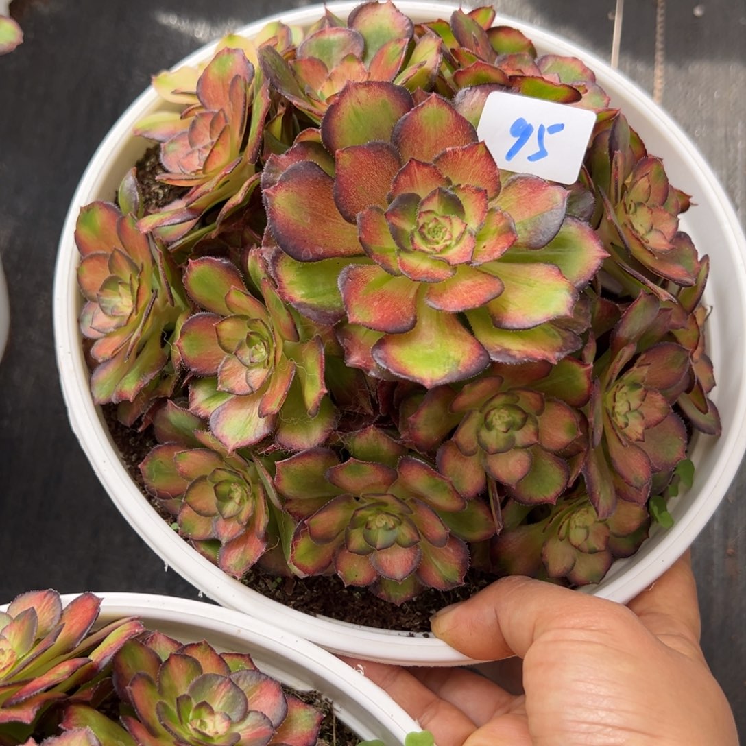 95龙鳞多肉嘻嘻嘻