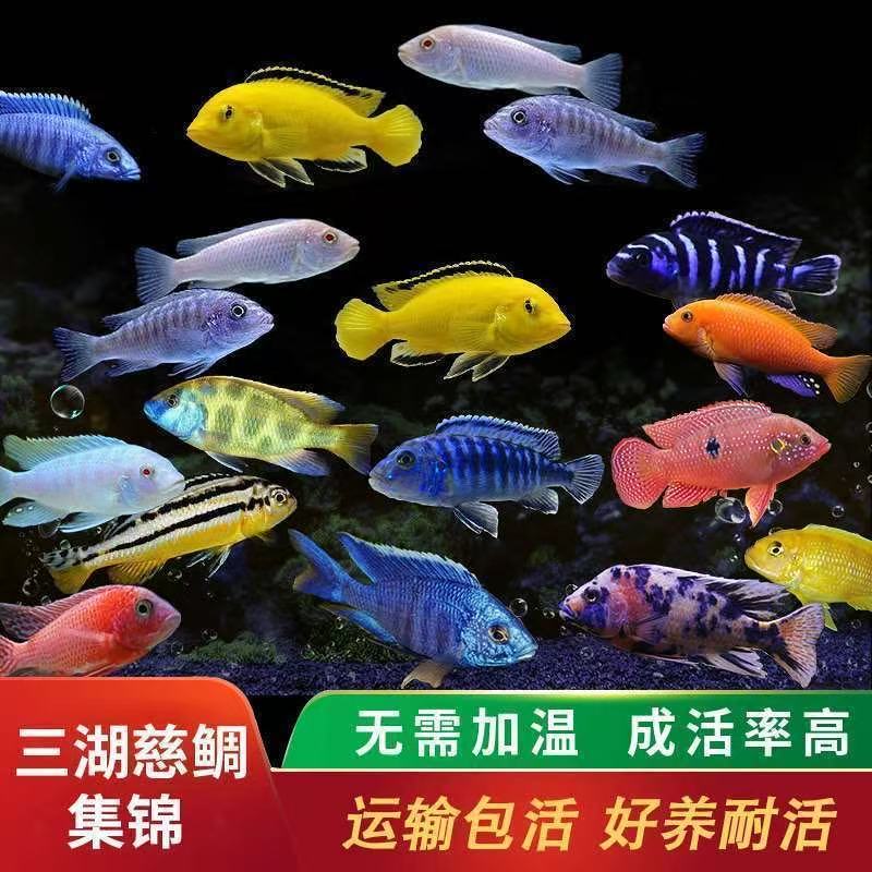 【渔场直销】三湖慈鲷马鲷活体鱼非洲王子热带鱼小型好养的观赏鱼