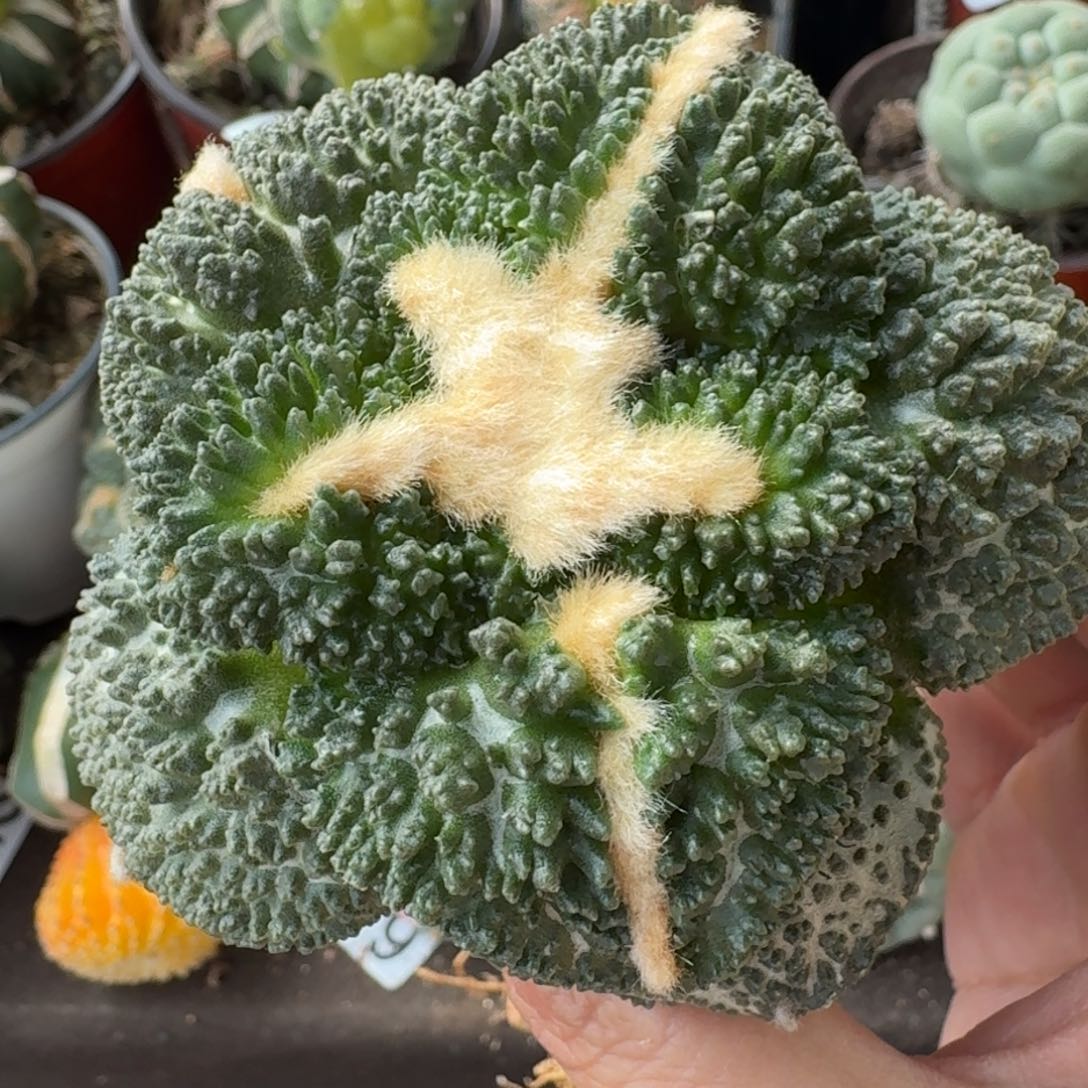 【闪购商品】大尤哥斯拉303