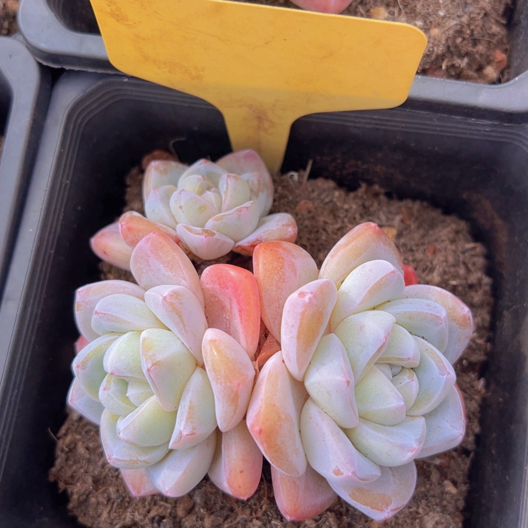 香玉等多种名贵的产品和服务于