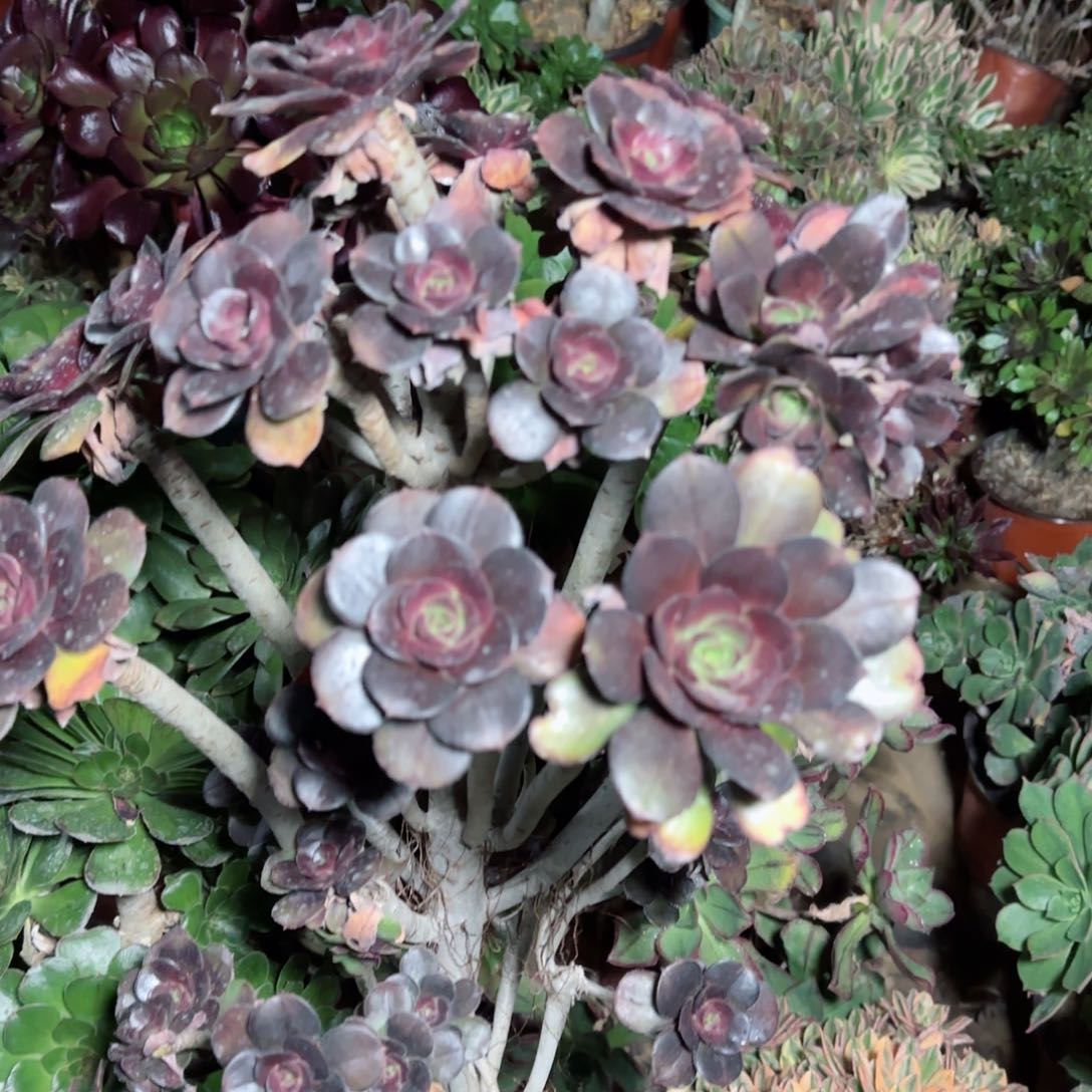 炫彩圆叶多肉四年桩有砍朵朵