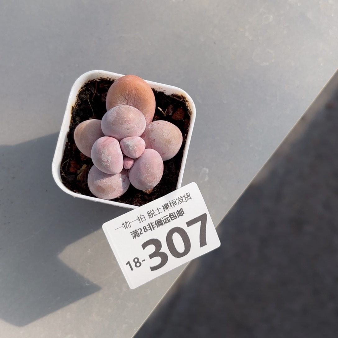 奶酪单头多肉多肉