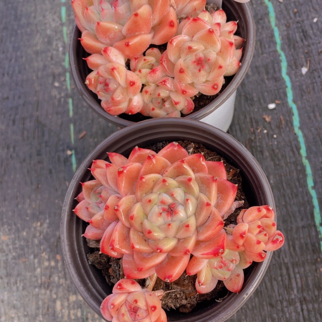 1587号 优选西施多头群一颗