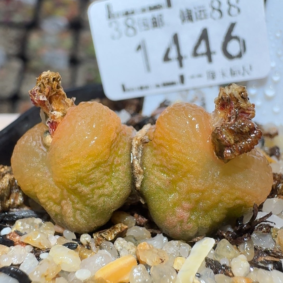 Zzz逛逛小黄车1446