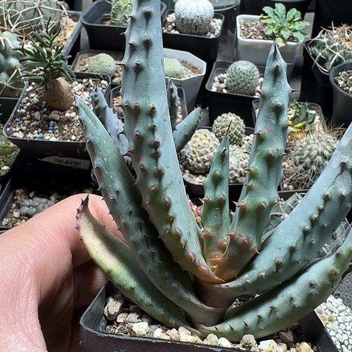 466鬼切芦荟脱土发货吧