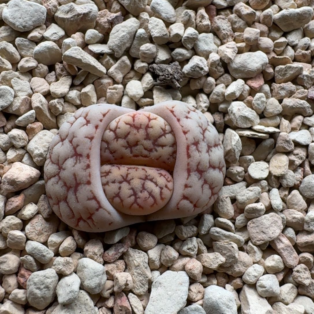 M***a0102-031德系261荒玉