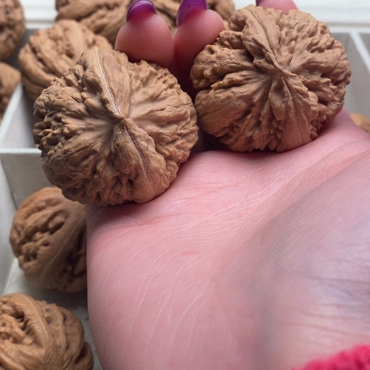 v***y霸王龙全品无修一刀没动