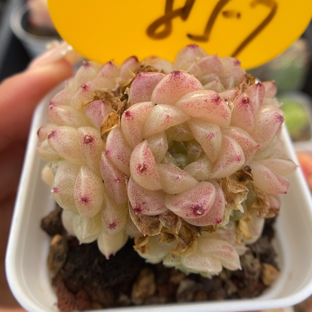 丽丽麦秆可拍857号